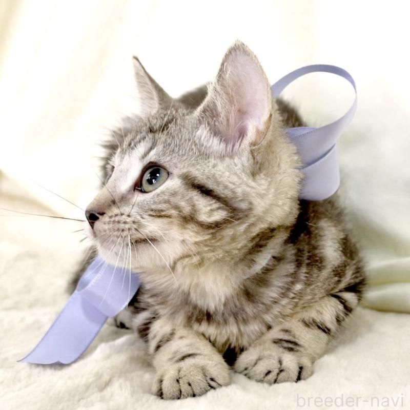 販売中の栃木県のマンチカン-127031の13枚目